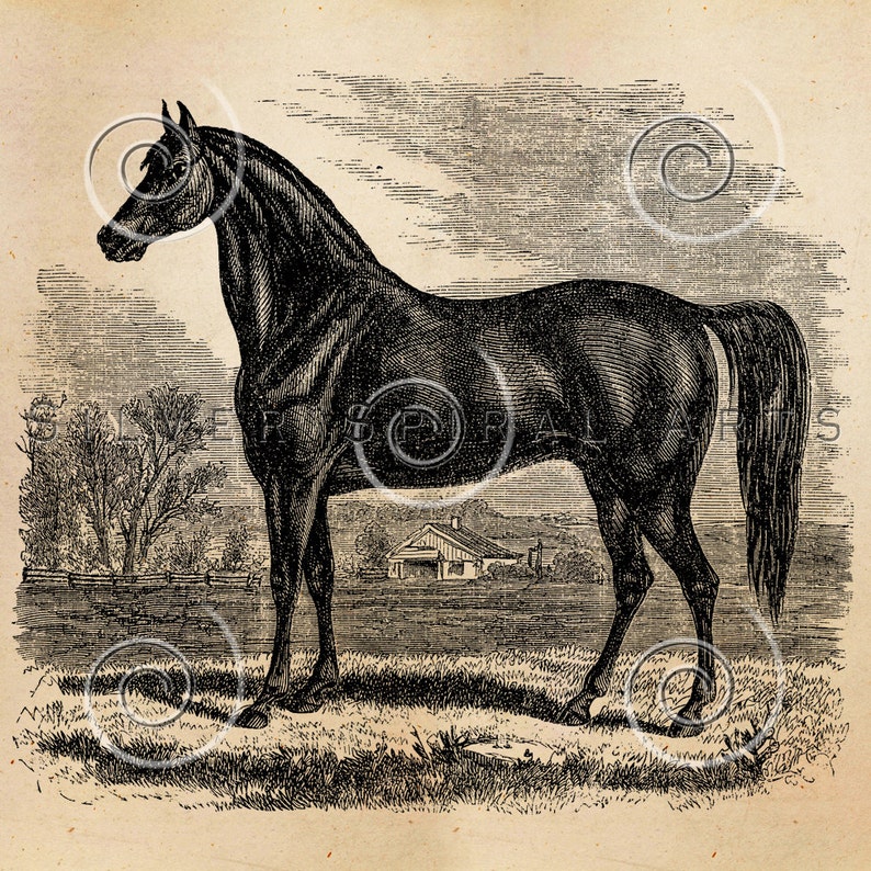 Vintage Horse Illustration Printable Horses 1800s Antique Equine Animal