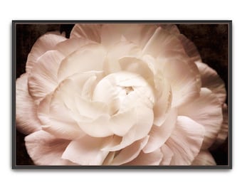 Arte de parede floral branca para impressão, decoração neutra para casa, impressão de ranúnculo, download de fotografia moderna de flores de belas artes - sala de estar, quarto, banheiro