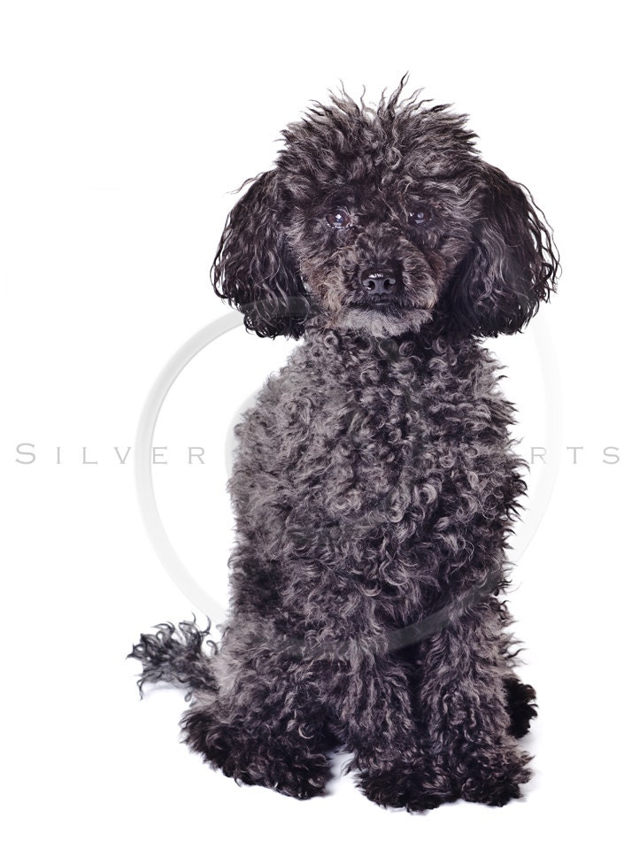 Black Poodle Photo Instant Download Dog Digital Image Printable Poodles ...