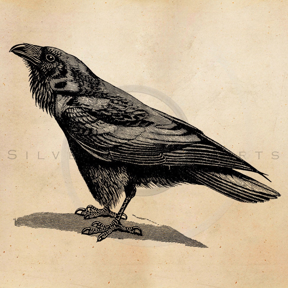 Download Vintage Raven Crow Illustration Printable 1800s Antique Birds Print Instant Download Digital Image Clip Art Retro