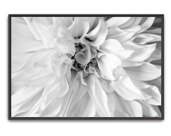 May include: Black and white framed print of a dahlia flower. The image is a close-up of the flower's petals, showcasing their delicate texture and intricate arrangement. The petals are a soft white, with subtle shading creating depth and dimension.
