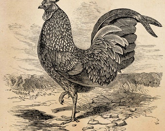 Vintage Rooster Illustration Printable 1800 Antique Chickens Print Instant Download Digital Image Clip Art Retro Black & White Drawing