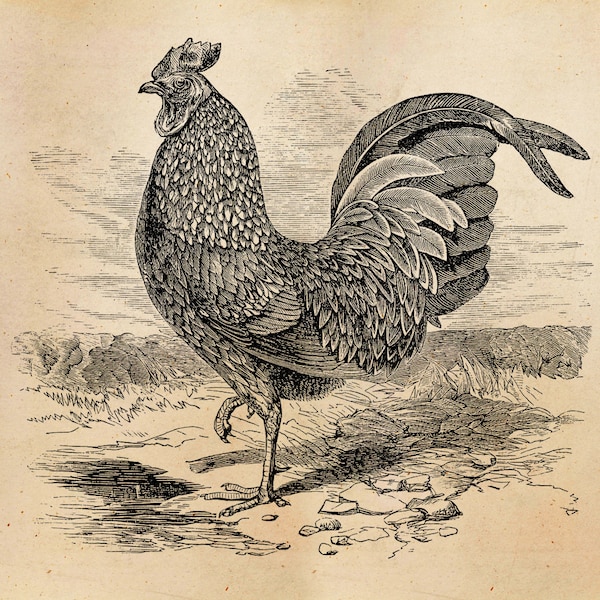 Illustration de coq vintage imprimable 1800 poulets antiques impression téléchargement immédiat Image numérique clipart rétro dessin noir et blanc