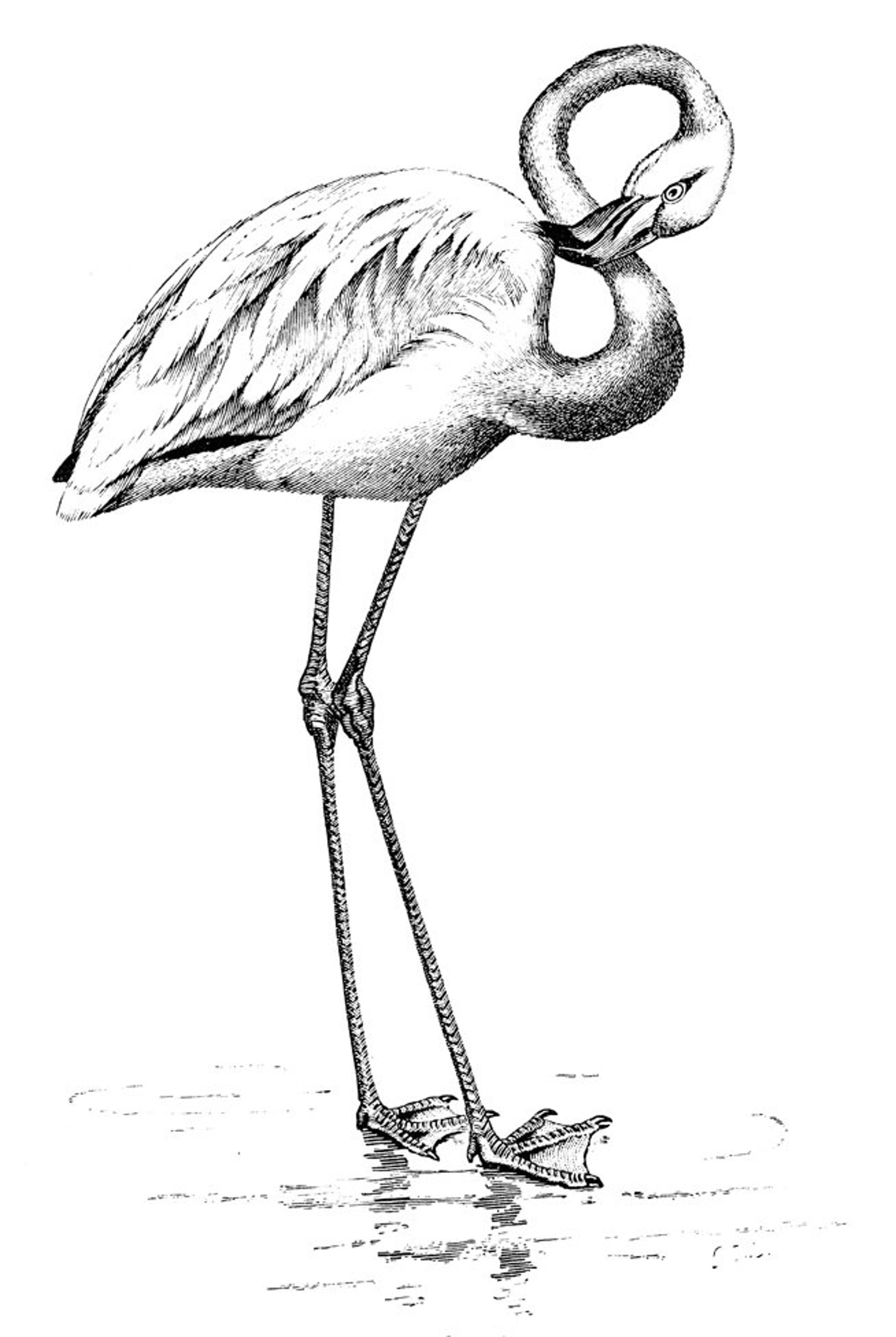 flamingo painting 1800s flamingo painting 1800s
