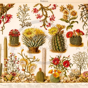 Vintage Cactus Printable Illustration 1800s Antique Botanical Art Print Cacti Instant Download Desert Plant Retro Wall Decor ZS