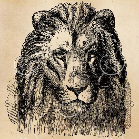 Vintage Lion Head Illustration Printable Lions 1800s Antique Etsy