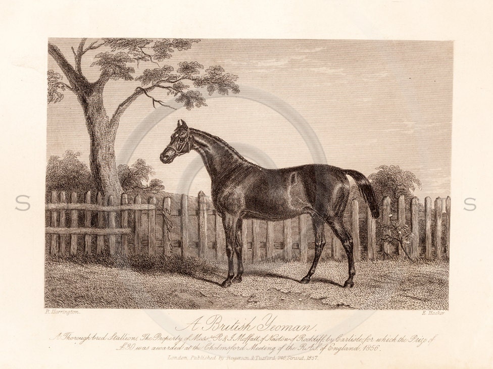 Vintage Sporting Horse Printable Illustration 1800s Antique Horses Art ...