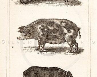 Vintage Boar Animal Illustration Printable 1800s Boars Antique Print Pig Instant Download Clip Art Retro Black and White Drawing ZS