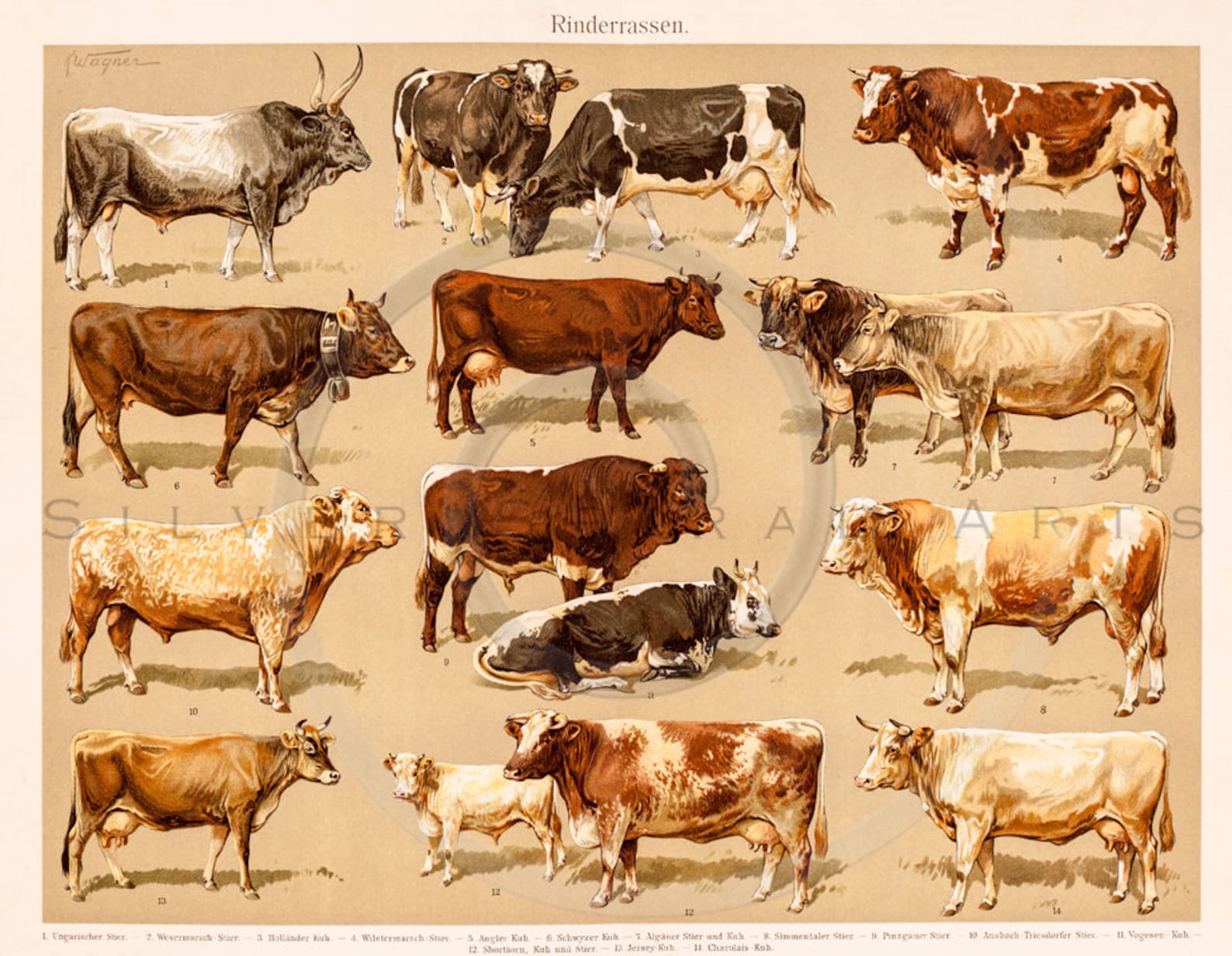 Vintage Cow Printable Illustration 1800s Antique (Instant Download