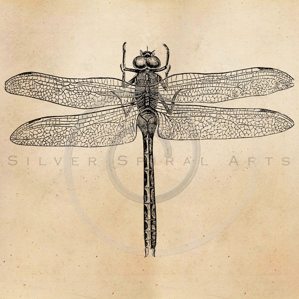 Vintage American Dragonfly Illustration Printable 1800 Antique Dragonflies Print Instant Download Image Clip Art Retro Black & White Drawing