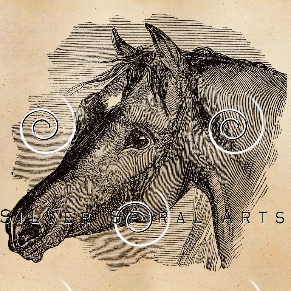 Vintage Horse Illustration Printable Horses 1800s Antique - Etsy