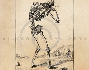 Vintage Skeleton Bone Illustration Printable 1800s Skeletons Antique Print Skull Instant Download Clip Art Retro Black and White Drawing ZS