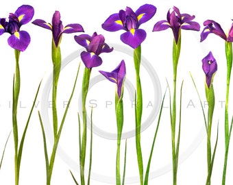 PURPLE IRIS Flower Instant Download Botanical Digital Image Printable Flowers IRISES Fine Art Floral Print Royalty Free Stock Photo Wall Art