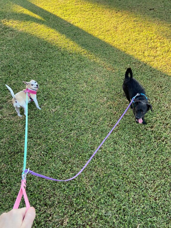Dog leash for 2 dogs top
