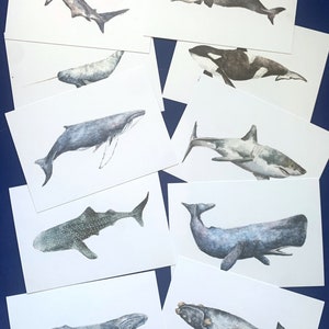 Whale Postcard Set of 10, Whale postcards, Greeting card, Small gift
