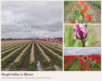 Skagit Valley Tulip Print Set, Pacific Northwest Landscape Photography (Digital Download)