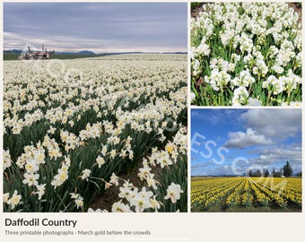 Daffodil Field Photography Set, Skagit Valley Spring Landscape (Digital Download)