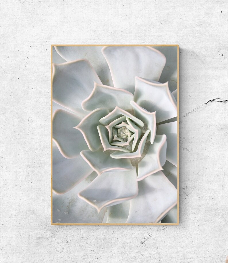 Succulent Print Poster White Succulent Wall Art Printable Etsy