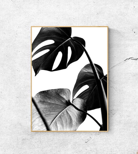 philodendron genevievianum Philodendron Genevievianum plant (Semishade plant) – ASHIYANA STORE main image 0