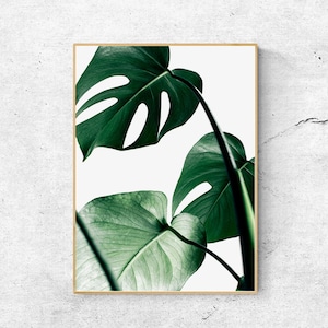 Stampa artistica di foglie di Monstera: arredamento tropicale per la casa (download digitale)