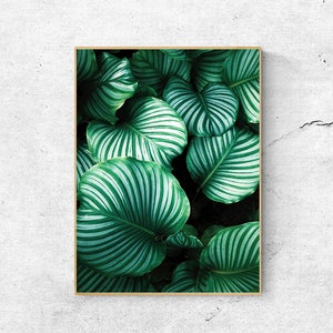 Plant Prints, Wall art prints, Leaf prints, Botanical prints, Large wall art printable, Tropical Leaf Print, Wall decor, Digital download