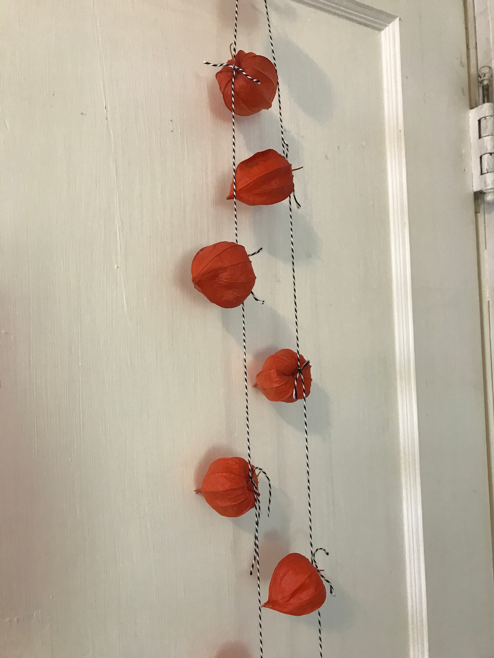 CHINESE LANTERN GARLAND Physalis Alkekengi 12 Natural Dried Pods on 8