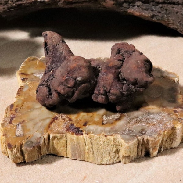 Found Object Art. Coprolite & Petrified Wood Slice Specimen Display. Dinosaur Poop Fossil Terrarium Décor. Small Modern Art Sculpture. Funny