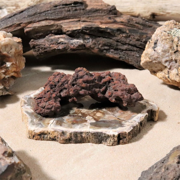 Small Modern Art Sculpture. Fossil Assemblage Art. Coprolite & Petrified Wood Slice Specimen Display. Dinosaur Poop Paperweight. Desk Décor