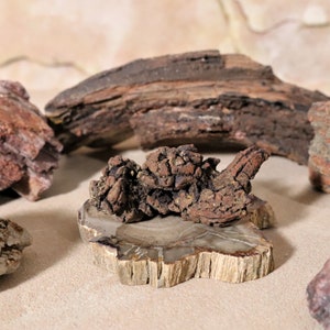 Dinosaur Poop Terrarium Décor & Small Modern Art Sculpture. Fossil Assemblage Art. Funny Coprolite + Petrified Wood Slice Specimen Display
