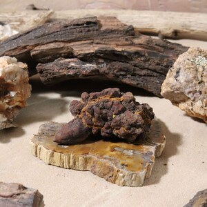 Dinosaur Poop Terrarium Décor. Fossil Assemblage Art. Small Modern Art Sculpture. Coprolite & Petrified Wood Slice Specimen Display. Funny
