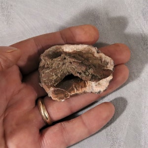 May include: A close-up of a brown and white geode with a rough, textured exterior. The geode is open, revealing a cavity filled with brown and white crystals.