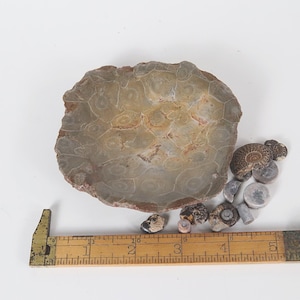 May include: A light gray fossilized stone with a circular pattern, surrounded by smaller fossilized shells. A wooden ruler is in the foreground for scale.