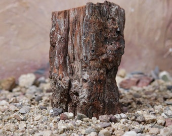 Magical Petrified Wood Hand Selected Specimen,  Unique Home Décor, Time Capsule of 225 millions years ago,