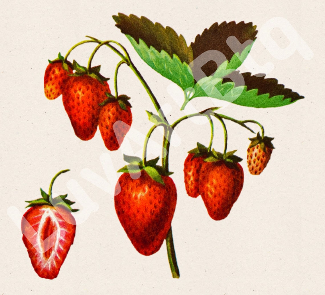 Vintage strawberry decor Strawberry print Strawberry wall art Etsy