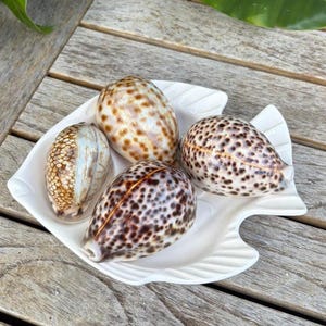 May include: Four seashells with brown and tan patterns rest on a white, fish-shaped dish. The shells vary in size and markings, with some featuring dark spots and others displaying a more uniform color. The dish sits on a wooden surface.