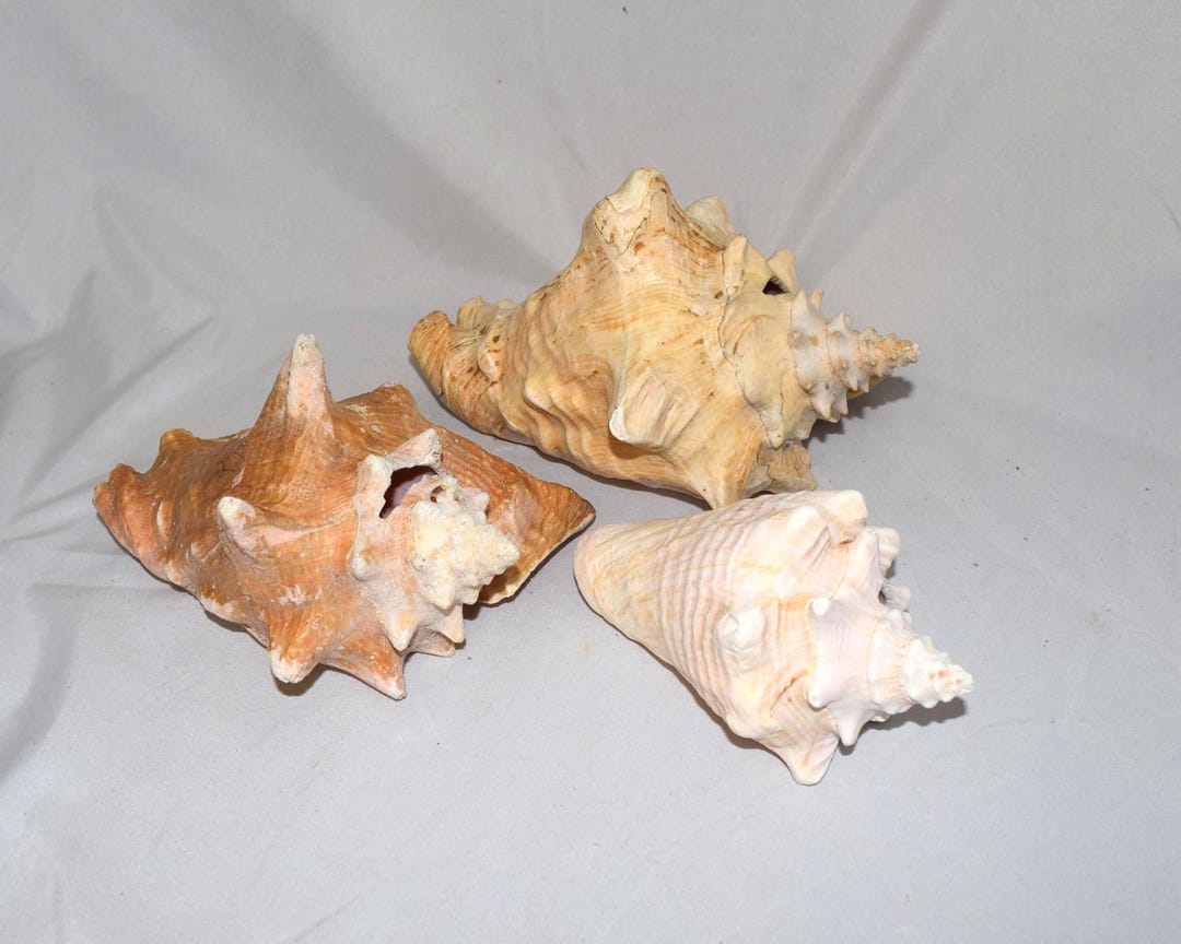 Set of 3 Natural Real Conch Shells Beach Decorative Ocean Theme Objects ...