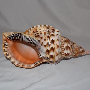 Natural Large 13” Trumpet Triton Ammonite Specimen Big Seashell Snail Shell Fossil Ocean Beach Decor