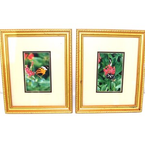 May include: Two framed butterfly art prints. Each print features a colorful butterfly on a flower, set against a green and red background. The frames are gold-colored with a textured design, and the prints are matted.