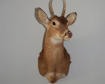 Taxidermy Doe Mount Whitetail Deer Taxidermy Shoulder Mount