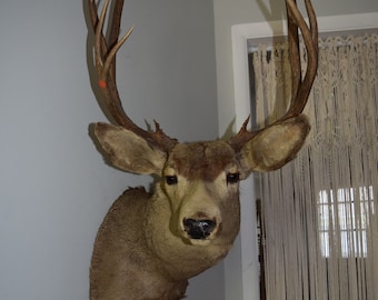 Taxidermy Buck Deer Shoulder Mount Whitetail Deer Taxidermy Shoulder Mount Taxidermy Mount Vintage Striking Turned Head Mount 7 Point