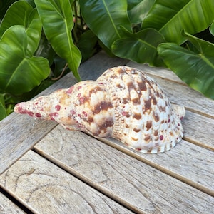 Natural Large 9” Trumpet Triton Ammonite Specimen Charonia Tritonis Big Seashell Snail Shell Fossil Ocean Beach Decor