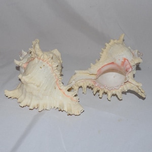 May include: Two cream-colored seashells with intricate, spiky edges and a touch of pink. The shells have a textured surface and a natural, organic shape, perfect for coastal decor or craft projects.
