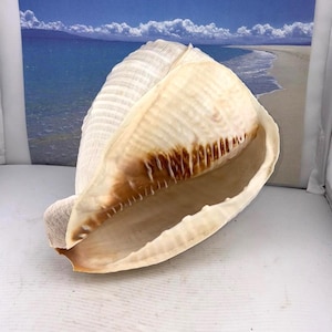 May include: A set of three ceramic mugs with a speckled, matte finish. The mugs are in shades of cream, light gray, and dark gray. Each mug has a simple, minimalist design, perfect for coffee or tea.