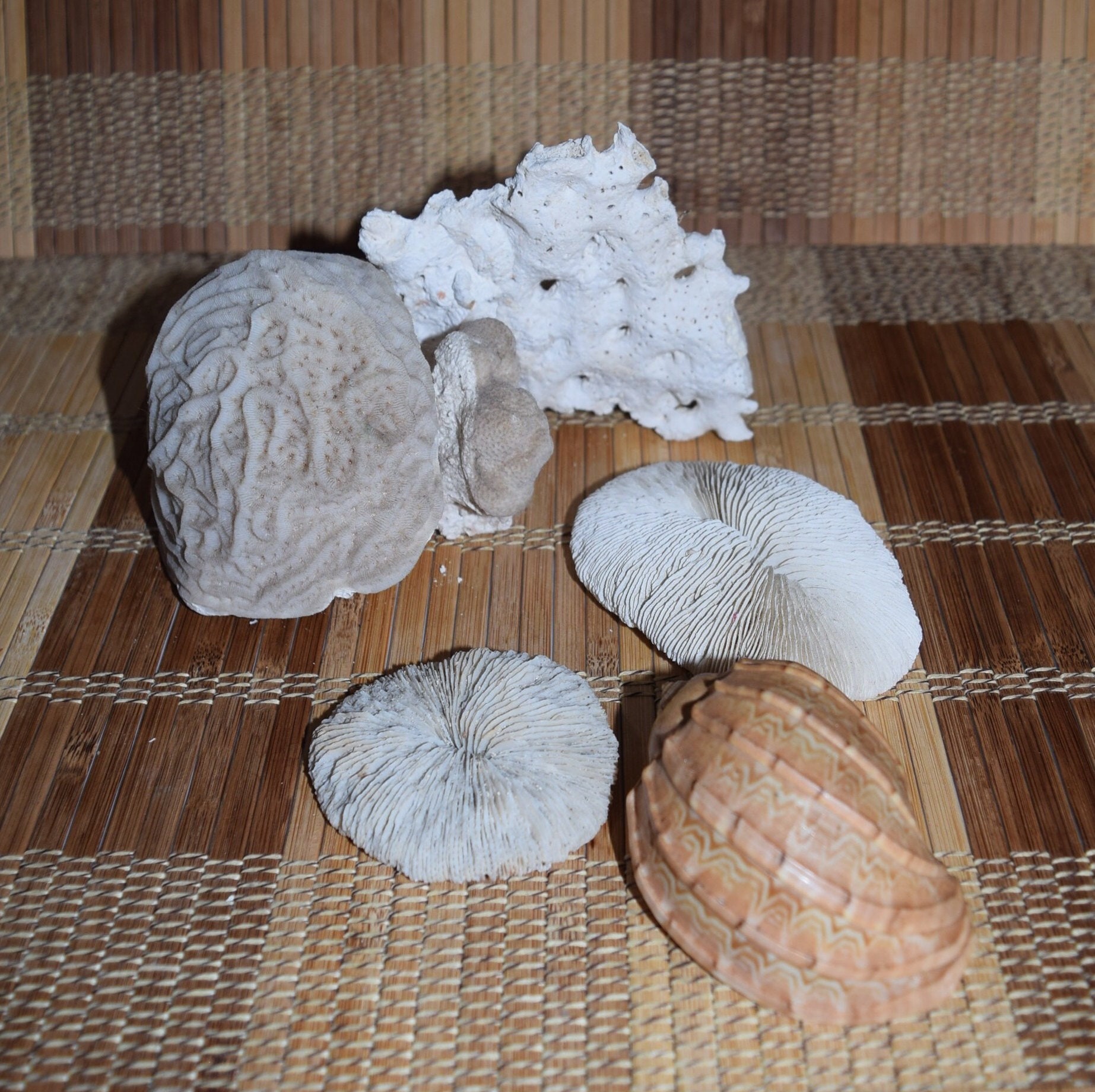Grouping of 5 Pieces Razor Plate Corals, Natural Dried Mushroom Coral,  Brain Coral, Slipper Coral, Solid Coral, Shell Nautical Coastal Decor