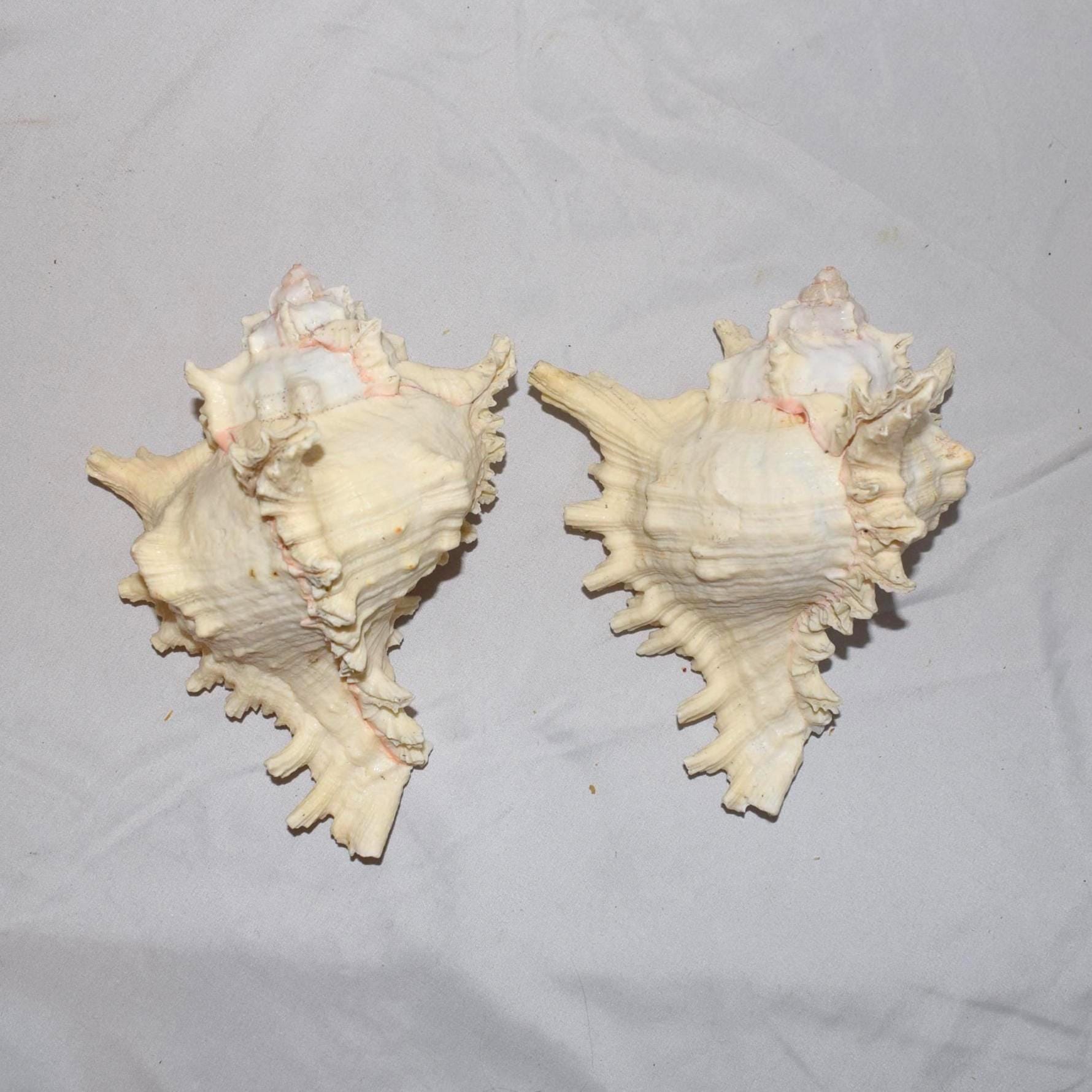 Spiky Concor Shell Unique Spiky Murex Conch Shell Beach Wedding Maritim Triton Coral Real ...