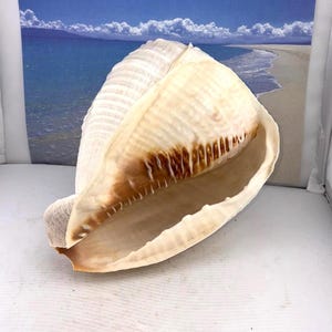 White Half Tridacna Gigas Giant Clam Shell Natural 6-1/2" Sea Ocean Hippopus Natural Seashell Beach Nautical Ocean Decor & Apple Snail Shell