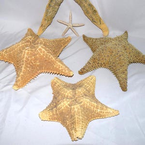 Three Large Beautiful Real Dried Raised 5 Point Starfish Shells Sold as a Pair of Asteropsis carinifera