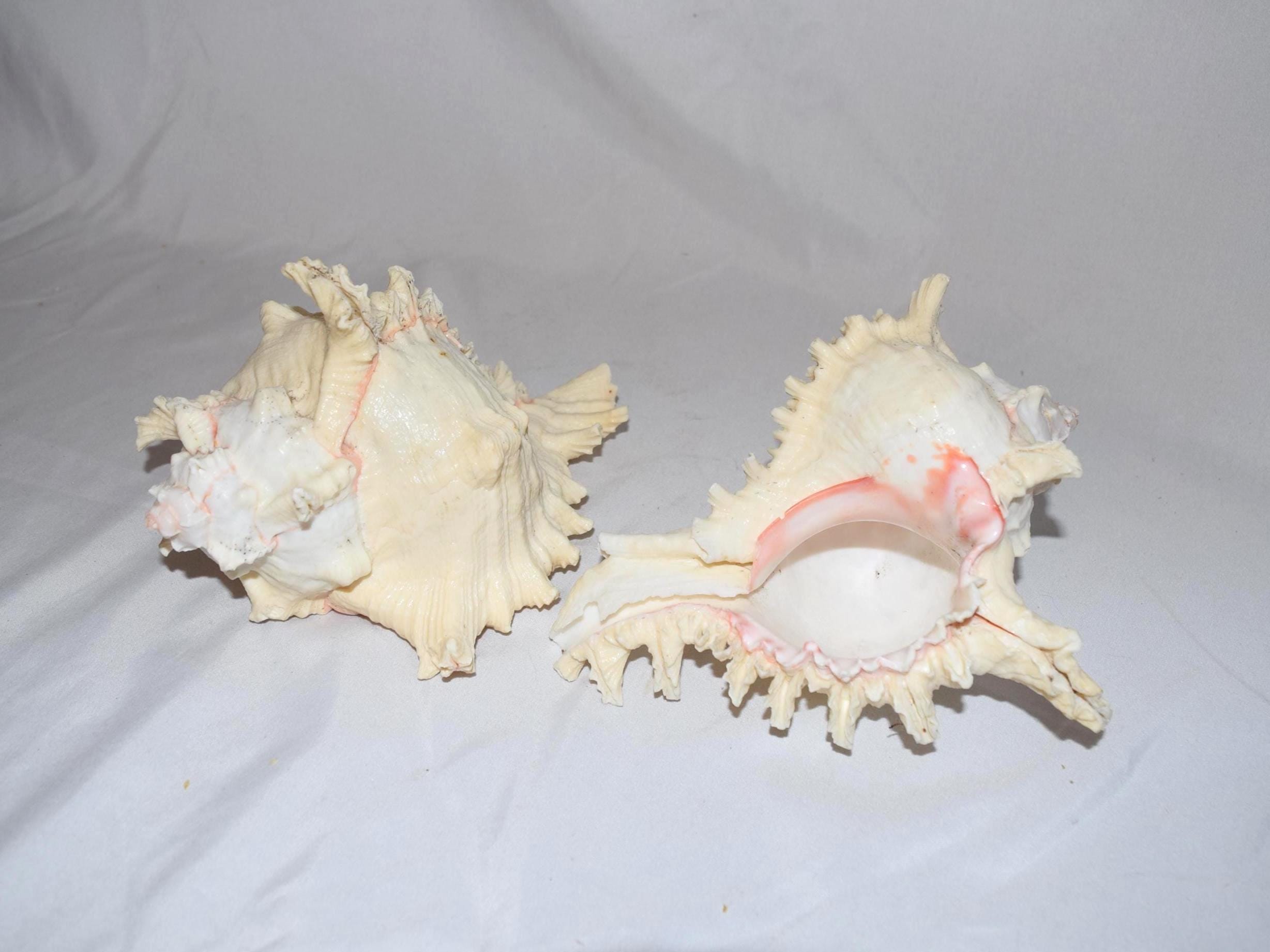 Spiky Concor Shell Unique Spiky Murex Conch Shell Beach Wedding Maritim Triton Coral Real ...