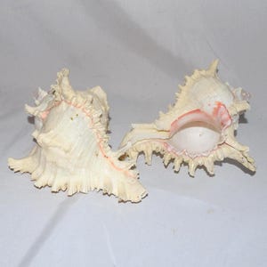 May include: Two white seashells with intricate, spiky edges and a touch of pink. The shells have a textured surface and are displayed against a plain white background. These decorative shells are perfect for beach-themed decor.