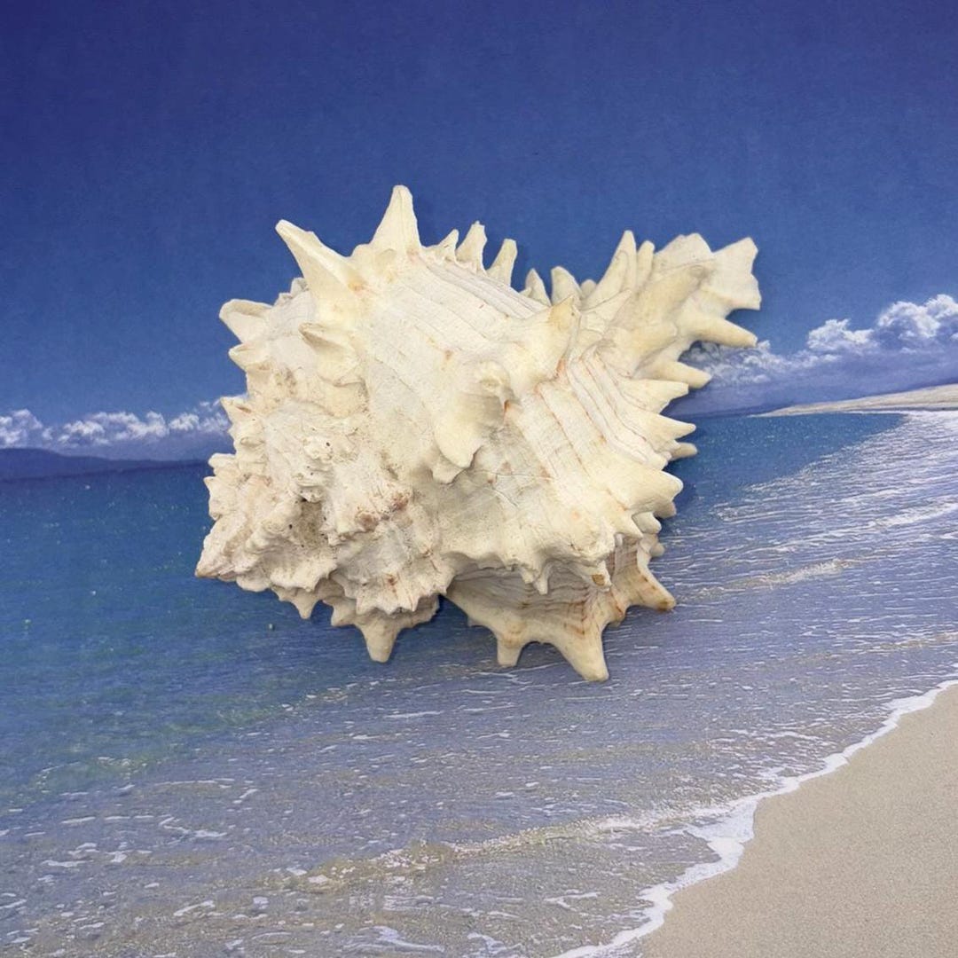 Unique Spiky Murex Conch Shell Beach Wedding Maritim Triton Coral Real ...